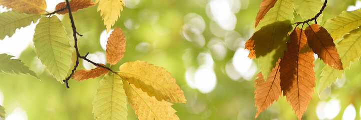 Detail of the leaves of a castallo in autumn with yellow colors, banner.