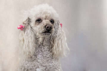 A beige poodle with pigtails on a beige background looks into the distance