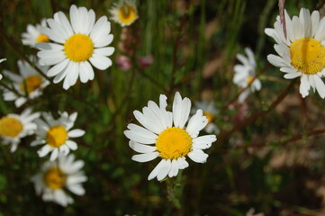 Daisies on a meadow