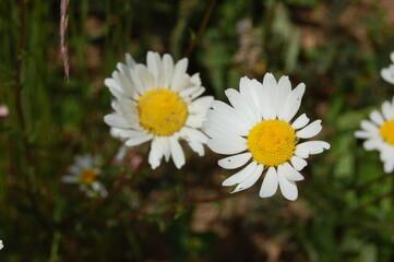 Fototapeta premium Daisies on a meadow