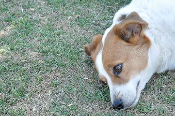 A jack terrier laying on grass in a garden