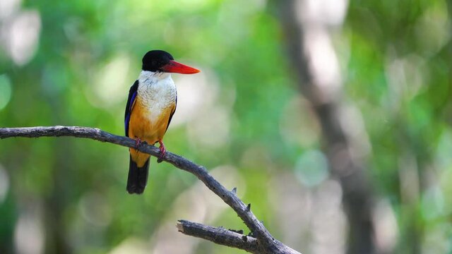 Blackcap ped kingfisher on tree green bokeh background.
