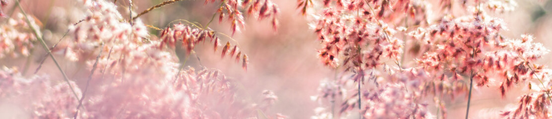 Beautiful peony flowers in sun blurred and light rays with colored filters