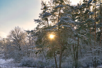 Im Wald - Sonnenstrahlen scheinen durch die Bäume im Abendrot - Energie auftanken in der Natur Landschaft