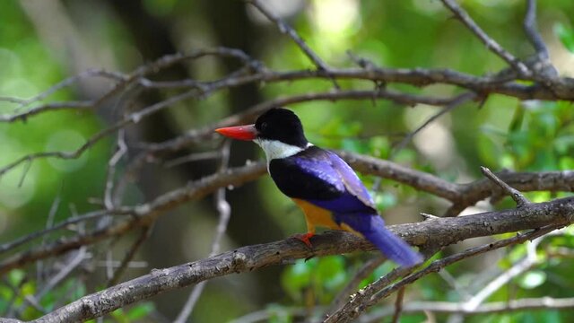 Black-capped Kingfisher on tree green bokeh background.