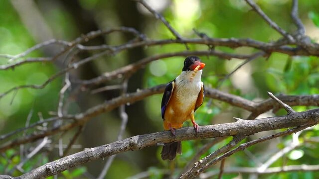 Black-capped Kingfisher on tree green bokeh background.