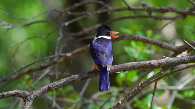 Black-capped Kingfisher on tree green bokeh background.