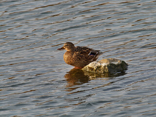 Mallard, Anas platyrhynchos, on a rock, in the barranc del carraixet, Alboraya, Spain
