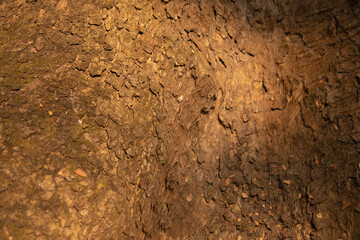 Tree Skin texture background view