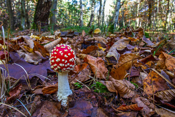 Fliegenpilz (Amanita muscaria)