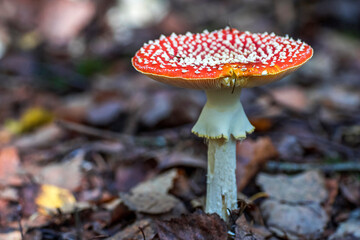 Fliegenpilz (Amanita muscaria)