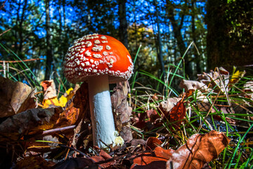 Fliegenpilz (Amanita muscaria)