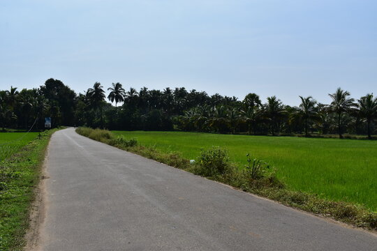 India, Green village, road in paddy, beautiful village road with green atmosphere  