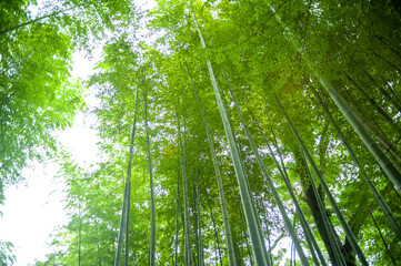Obraz na płótnie Canvas green bamboo forest