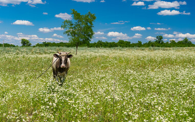 Summer landscape with young bull-calf chained on erigeron annuus flower field