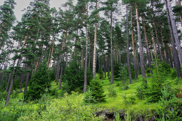 Naklejka premium Deep in the green forest