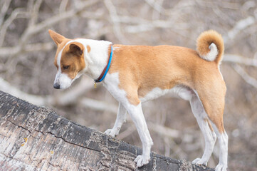 Brave basenji dog come up from low level tree branch at early spring