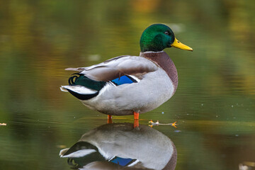 Stockente (Anas platyrhynchos) Männchen