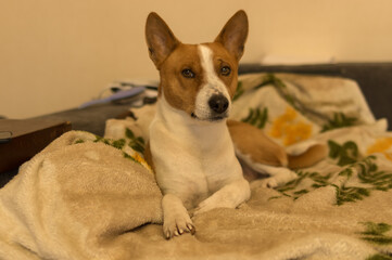 Indoor portrait of mature basenji dog lying human sofa - the favourite place in whole home