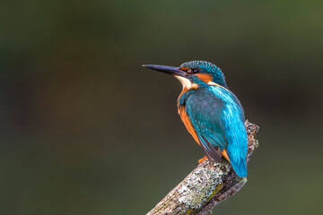 Eisvogel (Alcedo atthis) Männchen