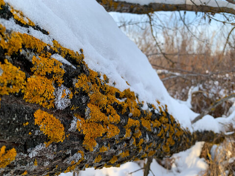 Yellow lichen under white snow on the bark of a tree. The tree trunk is affected by lichen. Moss on a tree branch.  Common orange lichen