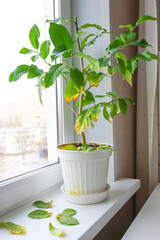 A potted plant that is experiencing problems. The plant is drying up, the leaves are yellowed and fallen.