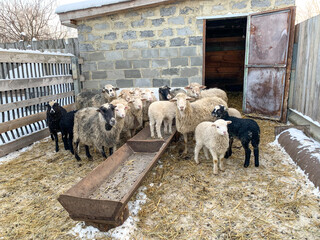 Sheep and lambs of white and black flowers in a pen in the winter outdoors. Raising sheep on the farm. Domestic animals, wool production.