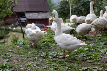 Geese in the backyard