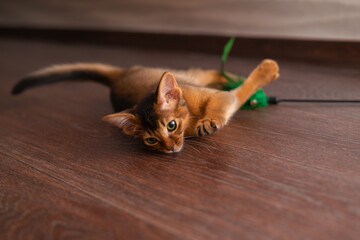A red somali kitten playing with a toy on the floor lifestyle image