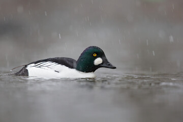A male adult goldeneye (Bucephala clangula) swimming and foraging with snowfall.