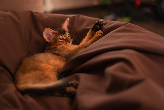 Close-up portrait of a sleeping cute somali breed kitten little cat is sitting on a sofa.