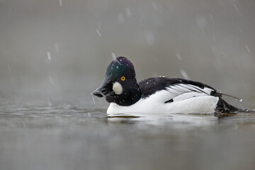 Fototapeta premium A male adult goldeneye (Bucephala clangula) swimming and foraging with snowfall.
