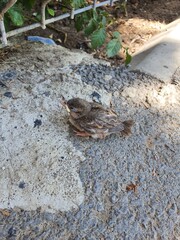 sparrow on the ground