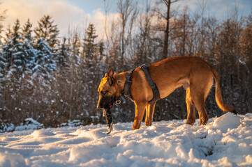 Belgischer Schäfer beißt auf seinem Spielzeug und steht im Schnee, wird von der Sonne angescheint und im hintergrund stehen Nadelbäume
