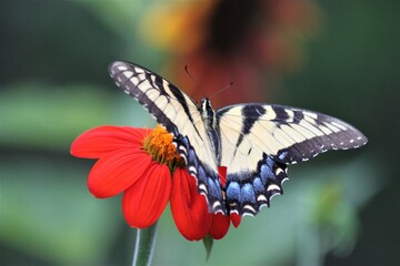 Eastern Tiger Swallowtail