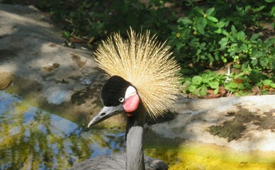 Fototapeta premium East African Grey Crowned Crane in Florida zoological garden, closeup