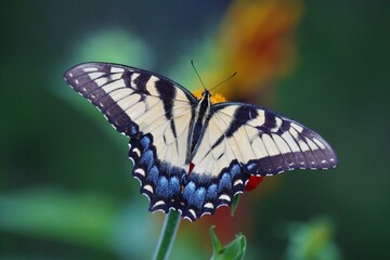 Eastern Tiger Swallowtail