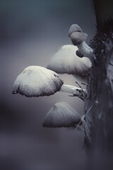 Close-up Of Mushrooms Growing Outdoors