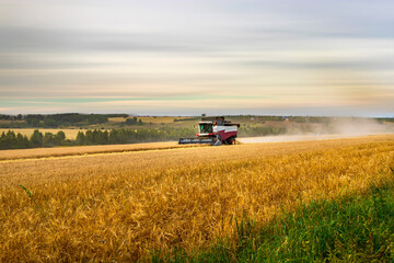 Fototapeta premium Working harvesting combine in the field of wheat.