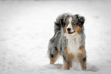 Miniatur American Shepherd @ Snow