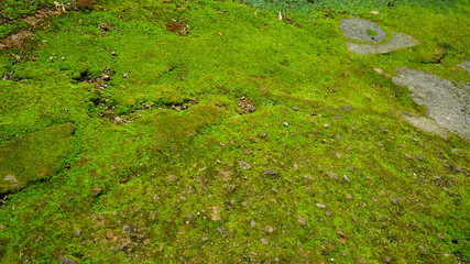 岩肌に生える苔