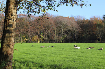 Fototapeta premium Flock of geese in a green grass field, with trees and bly sky in the back and a tree in left foreground