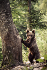Ein junger Bär steht auf seinen Hinterbeinen und stützt sich mit den Vorderbeinen an einem Baum ab, er blickt direkt in die Kamera, im Hintergrund ist Wald