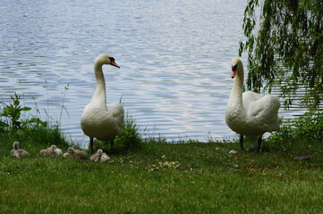 Obraz premium Swan family on a lake.