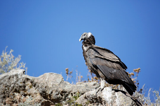 Andean Condor (Vultur gryphus) in Profile. Colca Canyon, Peru