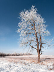 A frost covered tree stands alone on a winter day