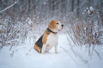 cute beagle dog on a walk in the park in winter during heavy snowfall . portrait of a beagle on a snow background