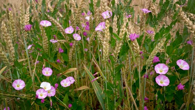 Ackerwinde mit vielen rosa Bl&uuml;ten in einem Getreidefeld in Nahaufnahme