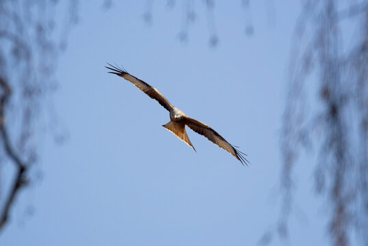 Gabelweihe Bilder Durchsuchen 8,445 Archivfotos, und