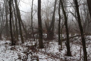Foggy winter wild forest